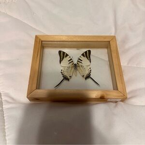 The Fivebar Swordtail Framed Butterfly